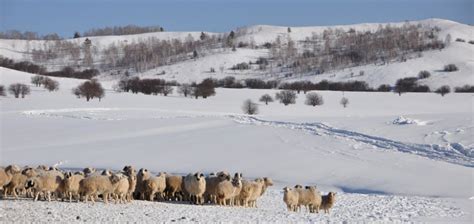 a herd of sheep standing on top of a snow covered field next to a mountain