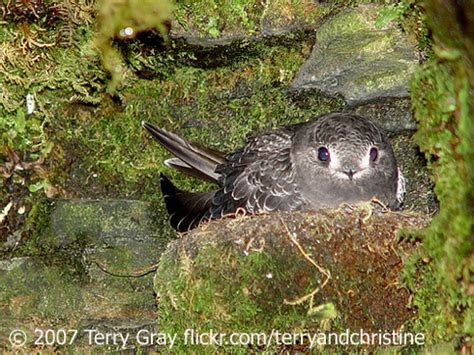 Black Swifts Nest behind Waterfalls | BirdNote