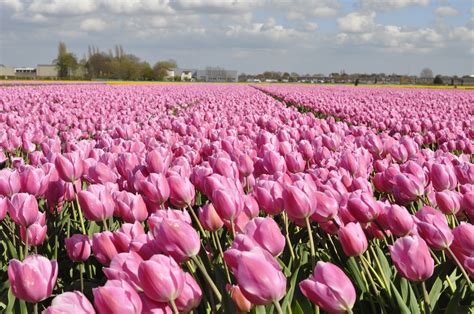 Campo de flores holanda - Imagui