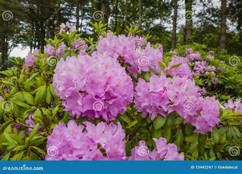 Pink Rhododendron Bush in Forest Stock Image - Image of forest, leaf: 73442247