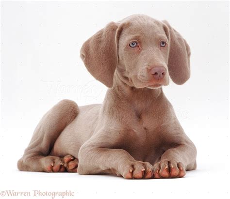 Dog: Weimaraner pup photo WP09066