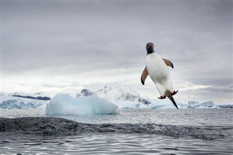 Flying Penguin | Magazine Articles | WWF