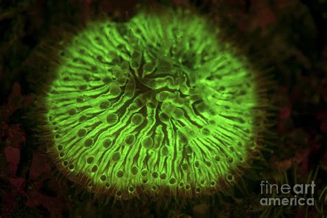 A Mushroom Coral Fluoresces As Uv Light Photograph by Ethan Daniels - Fine Art America