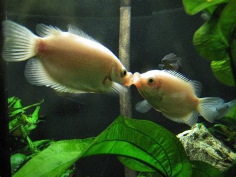 Kissing Gourami Care And Breeding Guide – WZaquarium