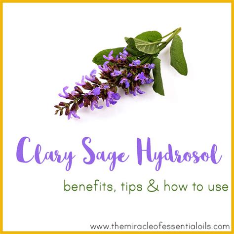 Clary Sage Hydrosol Benefits, Tips & How to Use - The Miracle of ...