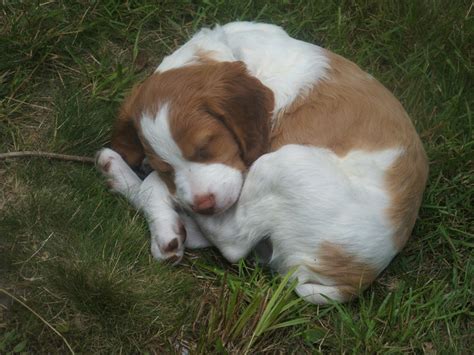 Spaniel bretón - Perritos Bebes