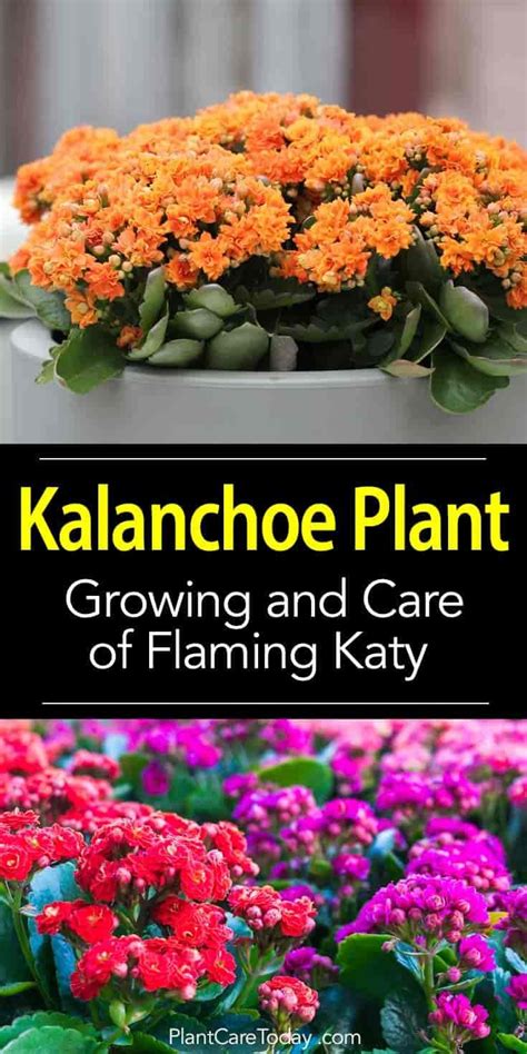 Kalanchoe Care Tips: How To Grow Kalanchoe Plants | Christmas plants ...