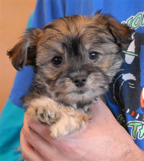 3 adorable Poodle mix puppies debuting for adoption.