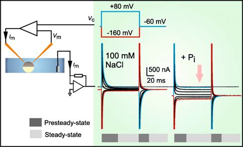 Two electrode voltage clamp of whole Xenopus oocytes expressing... | Download Scientific Diagram