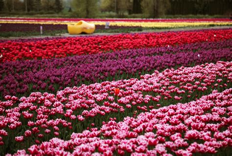 Millions of tulips have burst into colour at this Chilliwack festival ...