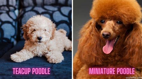 Teacup Poodle Vs Miniature Poodle [with Photos] - Oodle Life
