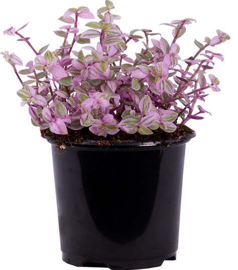 Tradescantia Pink Panther | Clouseau | Plantsome