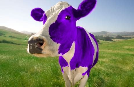 How to turn your marketing into a purple cow