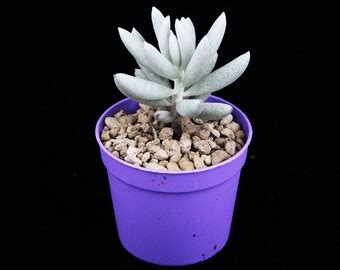 Succulents | Etsy