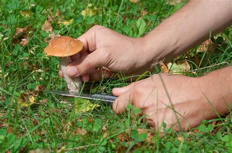 Mushroom Hunting in Michigan: A Complete Guide - A-Z Animals