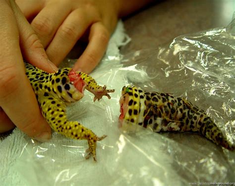 Smiling Leopard Gecko Desktop Background