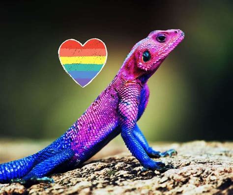 What lizards change colors?