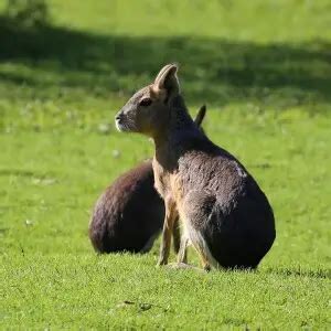 Patagonian Mara - Facts, Diet, Habitat & Pictures on Animalia.bio