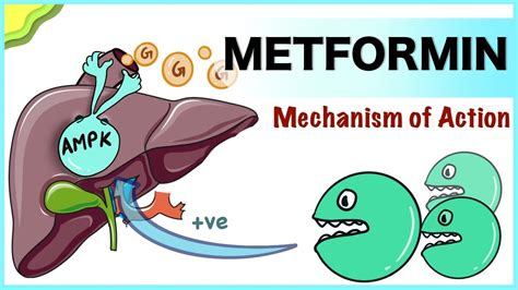 Metformin: Mechanism of Action - YouTube