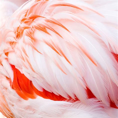 Pink Flamingo Feathers photo, square art print, 8x8 10x10 12x12 16x16 20x20 nature photography ...