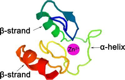 Frontiers | C2H2 Zinc Finger Proteins: Master Regulators of Abiotic ...