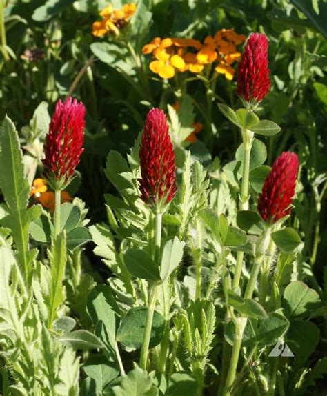 Crimson Clover (Trifolium incarnatum) | Applewood Seed Company