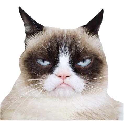 Grumpy Cat PNG Images Transparent Free Download - PNG Mart