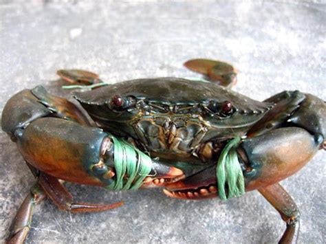 Mud Crab Supplier in Indonesia with Steady and High Quality Product ...