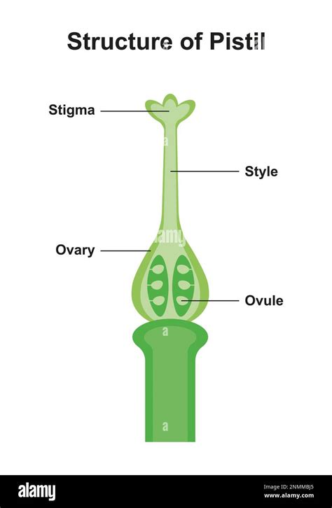 Pistil structure, illustration Stock Photo - Alamy