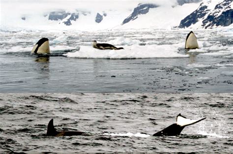 Crabeater Seal – "OCEAN TREASURES" Memorial Library