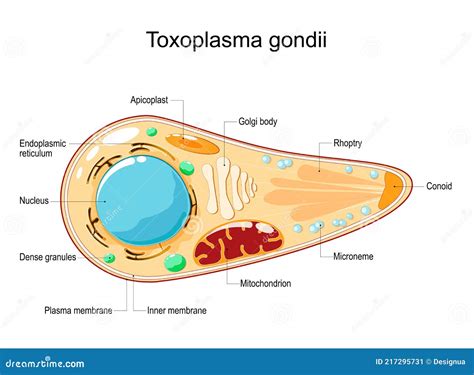 Toxoplasma Gondii Structure Cartoon Vector | CartoonDealer.com #95762593