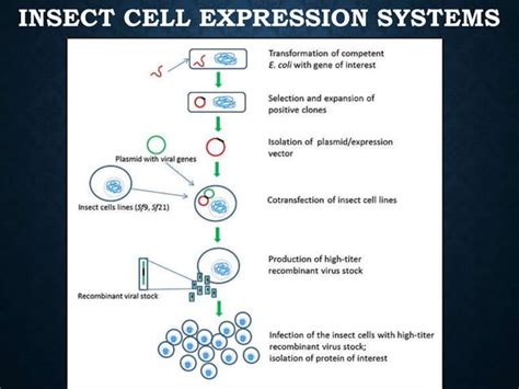 Insect cell culture