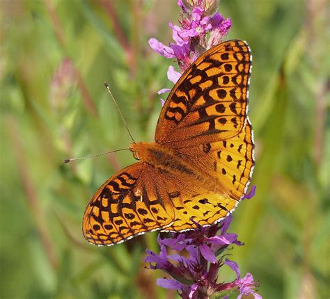 Great Spangled Fritillary Speyeria cybele (Fabricius, 1775 ...