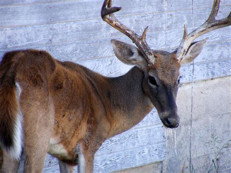 Game Changer… Chronic wasting disease found in Mississippi deer ...