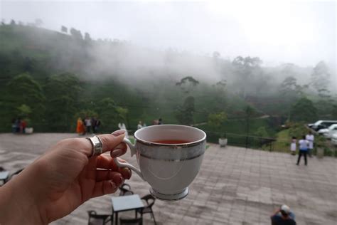 Damro Tea Factory Tour and Tasting, Sri Lanka - thisgirlabroad