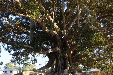 Journal (Ridgeback Routine): Moreton Bay Fig Tree