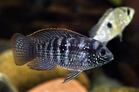 Blue Acara Cichlid (Aequidens Pulcher) - The Aquarium Club