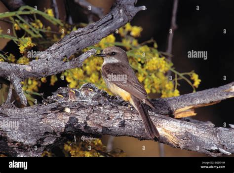 Vermilion Flycatcher female at nest Stock Photo - Alamy