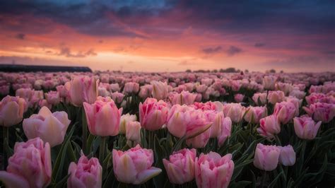 Download Wallpaper 1600x900 Netherlands, lot of pink tulips, morning, flowers field, sunrise HD ...