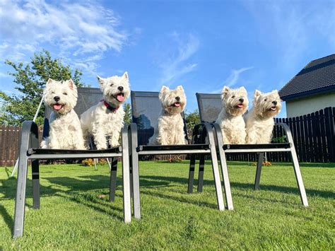 Westie Dog Mix | West Highland White Terrier Mixes - Westie Bakse