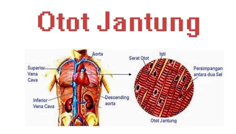 Pengertian Otot Jantung : Ciri, Fungsi, Struktur Bentuk, dan Cara Kerja Otot Jantung Pada Manusia