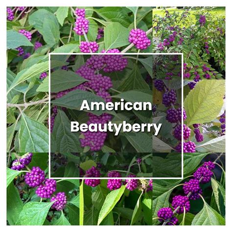 How to Grow American Beautyberry - Plant Care & Tips | NorwichGardener