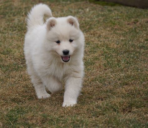 AKC Registered Samoyed Puppy For Sale Danville, OH Female- Snowy – AC Puppies LLC