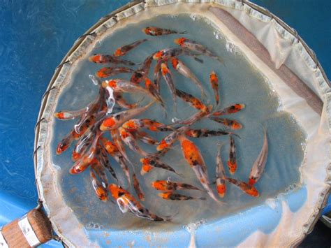 Koi Breeding | Marugen Koi Farm