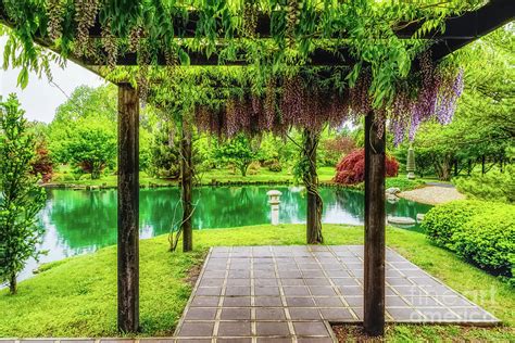 Pergola Of Wisteria Photograph by Jennifer White - Fine Art America