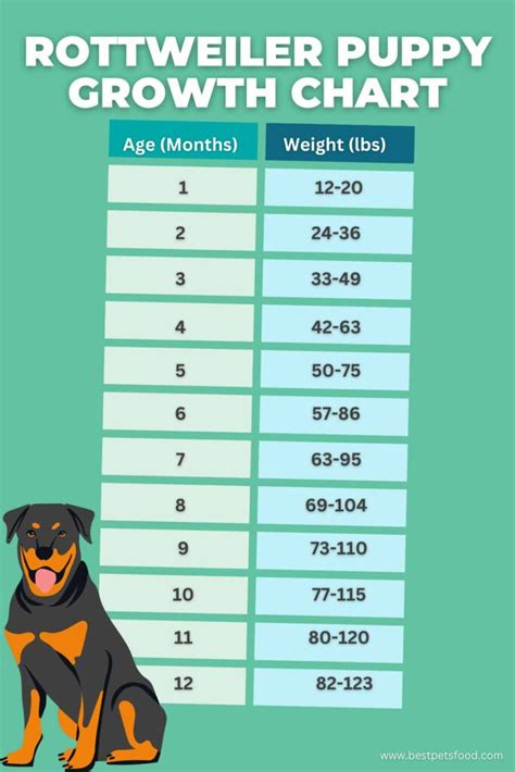 Ultimate Rottweiler Puppy Feeding Chart by Weight Age