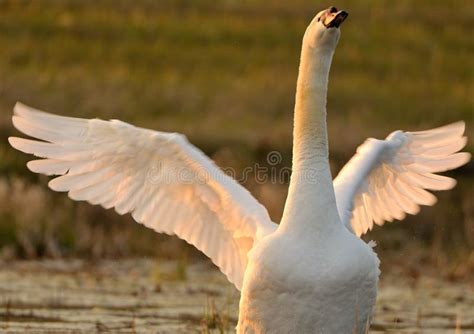 Swan with spread wings stock photo. Image of background - 24638154