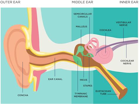 What is earwax? | Life and News - Truth in Life and Journalism