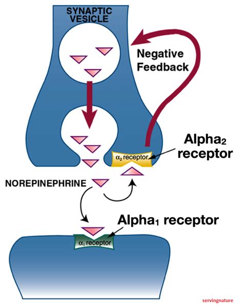 Healthy Body-Healthy Mind: ANS Receptors