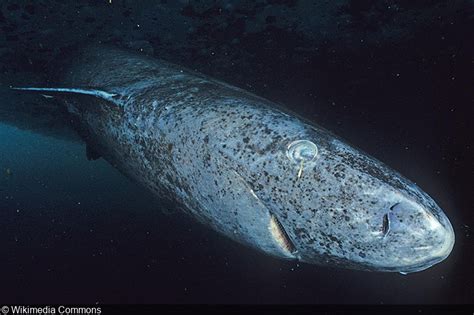 Greenland Sharks Finally Receive Protection